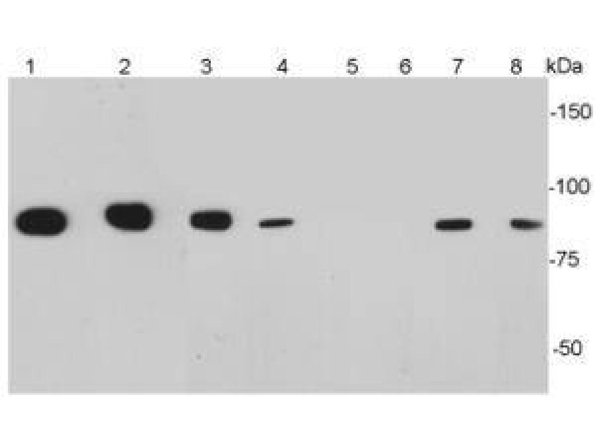 Western blot analysis of CD34 on different cell lysates using anti-CD34 antibody at 1/1,000 dilution. Positive control: Lane 1: Human brain lysate Lane 2: Mouse brain lysate Lane 3: Mouse testis lysate Lane 4: Mouse thymus lysate Lane 5: Mouse spleen lysate Lane 6:Jurkat lysate Lane 7: TF-1 lysate Lane 8: F9 lysate Predicted band size: 41 kDa Observed band size: 90 kDa