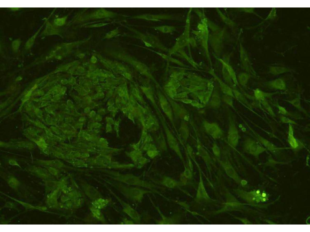 ICC staining of CD34 in hES cells (green). Formalin fixed cells were permeabilized with 0.25% Triton X100/PBS for 10 minutes at room temperature and blocked with 10% negative goat serum for 15 minutes at room temperature. Cells were probed with the primary antibody (0108-2, 1/50) for 1 hour at room temperature, washed with PBS. Alexa Fluor®488 conjugate-Goat anti-Rabbit IgG was used as the secondary antibody at 1/1,000 dilution.