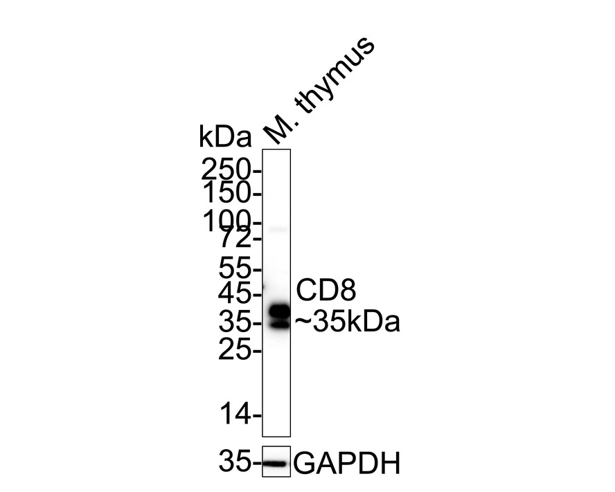 Western blot analysis on mouse Thymus tissue lysate using anti-CD8 polyclonal antibody