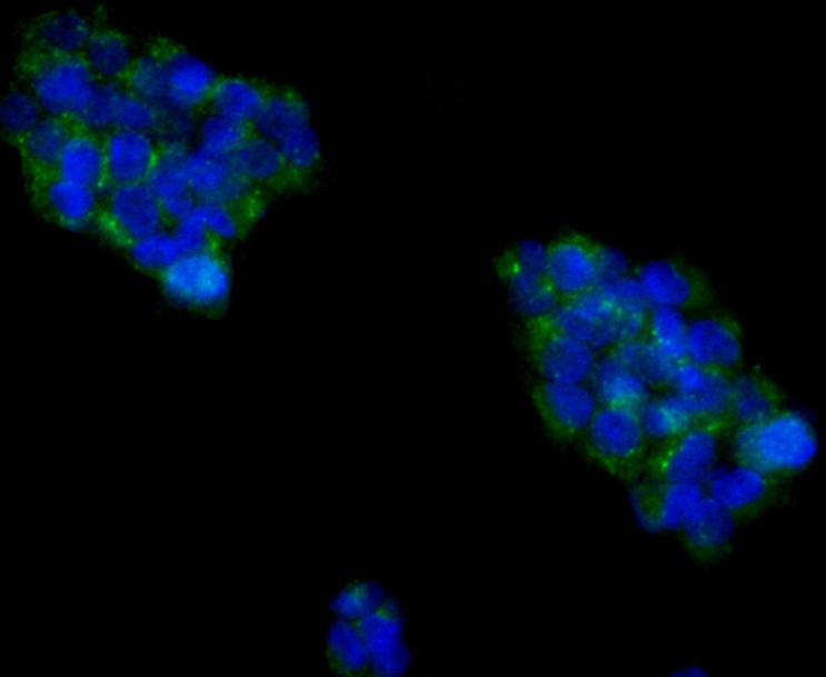 ICC staining Cytokeratin 18 in 293T cells (green). Formalin fixed cells were permeabilized with 0.1% Triton X-100 in TBS for 10 minutes at room temperature and blocked with 1% Blocker BSA for 15 minutes at room temperature. Cells were probed with the antibody (0407-1) at a dilution of 1/100 for 1 hour at room temperature, washed with PBS. Alexa Fluor™ 488 Goat anti-Rabbit IgG was used as the secondary antibody at 1/100 dilution. The nuclear counter stain is DAPI (blue).