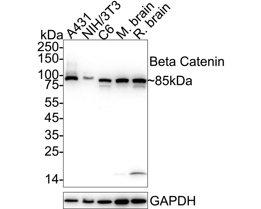 Western blot analysis of beta Catenin on different lysates. Proteins were transferred to a PVDF membrane and blocked with 5% NFDM/TBST for 1 hour at room temperature. The primary antibody (0407-16, 1/5,000) was used in 5% NFDM/TBST at room temperature for 1 hour. Goat Anti-Rabbit IgG - HRP Secondary Antibody (HA1001) at 1:200,000 dilution was used for 45 mins at room temperature.