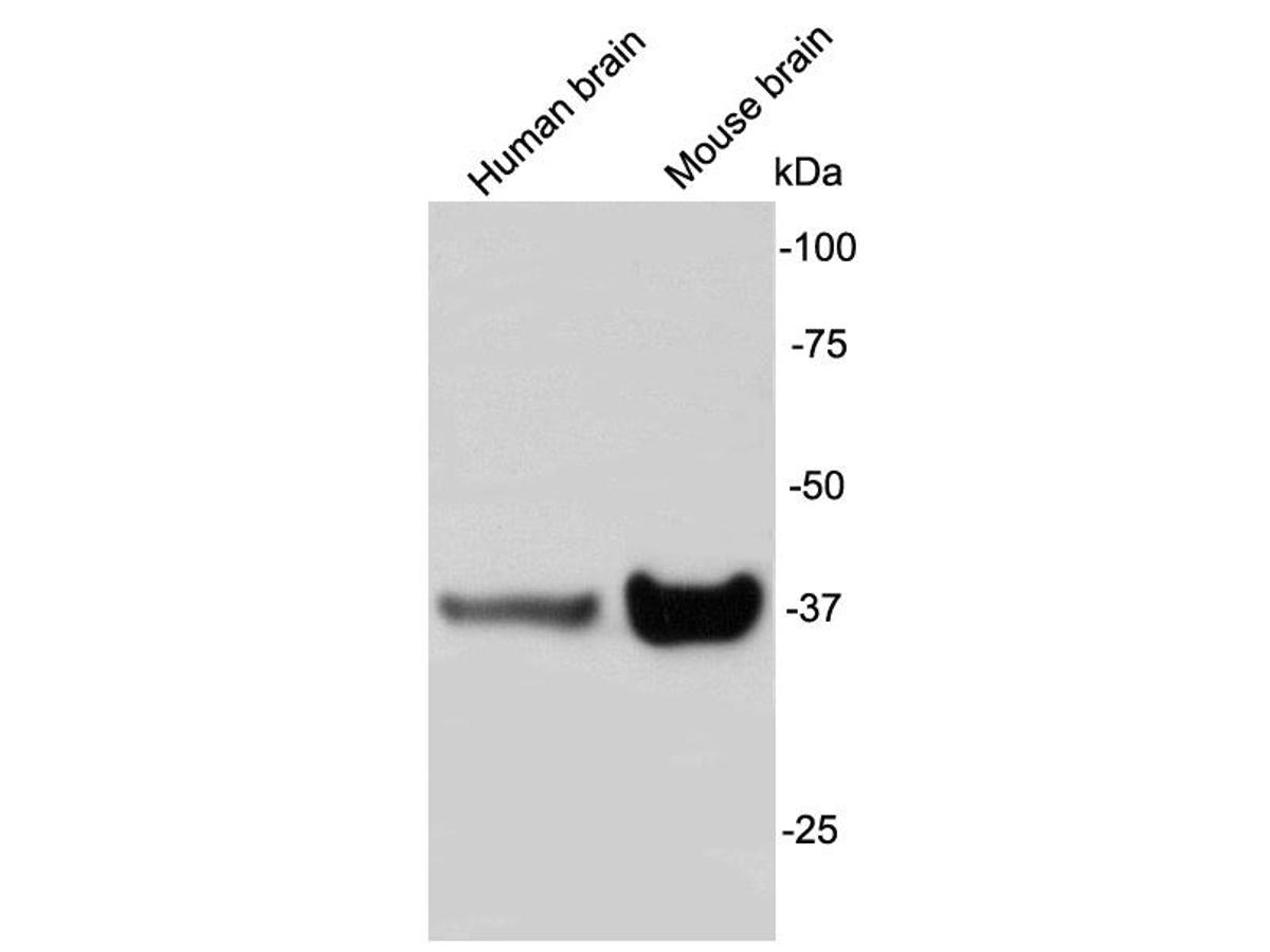 Western blot analysis of Synaptophysin on different lysates using anti-Synaptophysin antibody at 1/1,000 dilution.