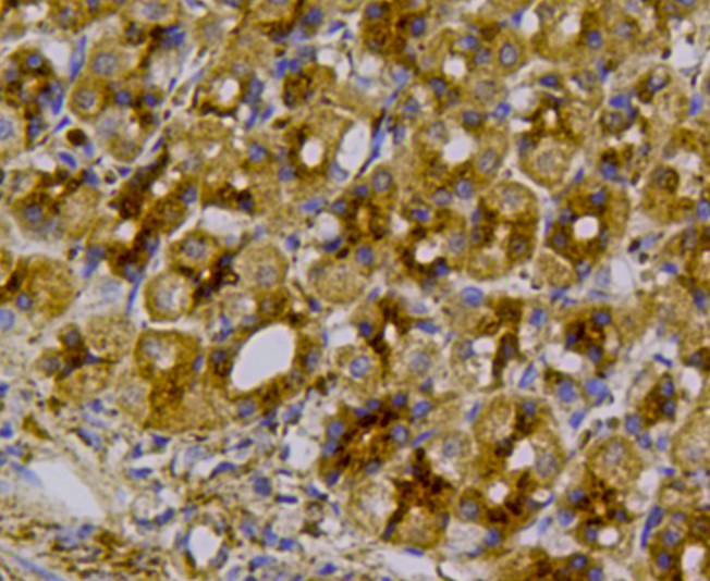 Immunohistochemical analysis of paraffin-embedded rat stomach tissue using anti-EGFR antibody. The section was pre-treated using heat mediated antigen retrieval with Tris-EDTA buffer (pH 8.0-8.4) for 20 minutes.The tissues were blocked in 5% BSA for 30 minutes at room temperature, washed with ddH2O and PBS, and then probed with the antibody (0407-21) at 1/200 dilution, for 30 minutes at room temperature and detected using an HRP conjugated compact polymer system. DAB was used as the chrogen. Counter stained with hematoxylin and mounted with DPX.