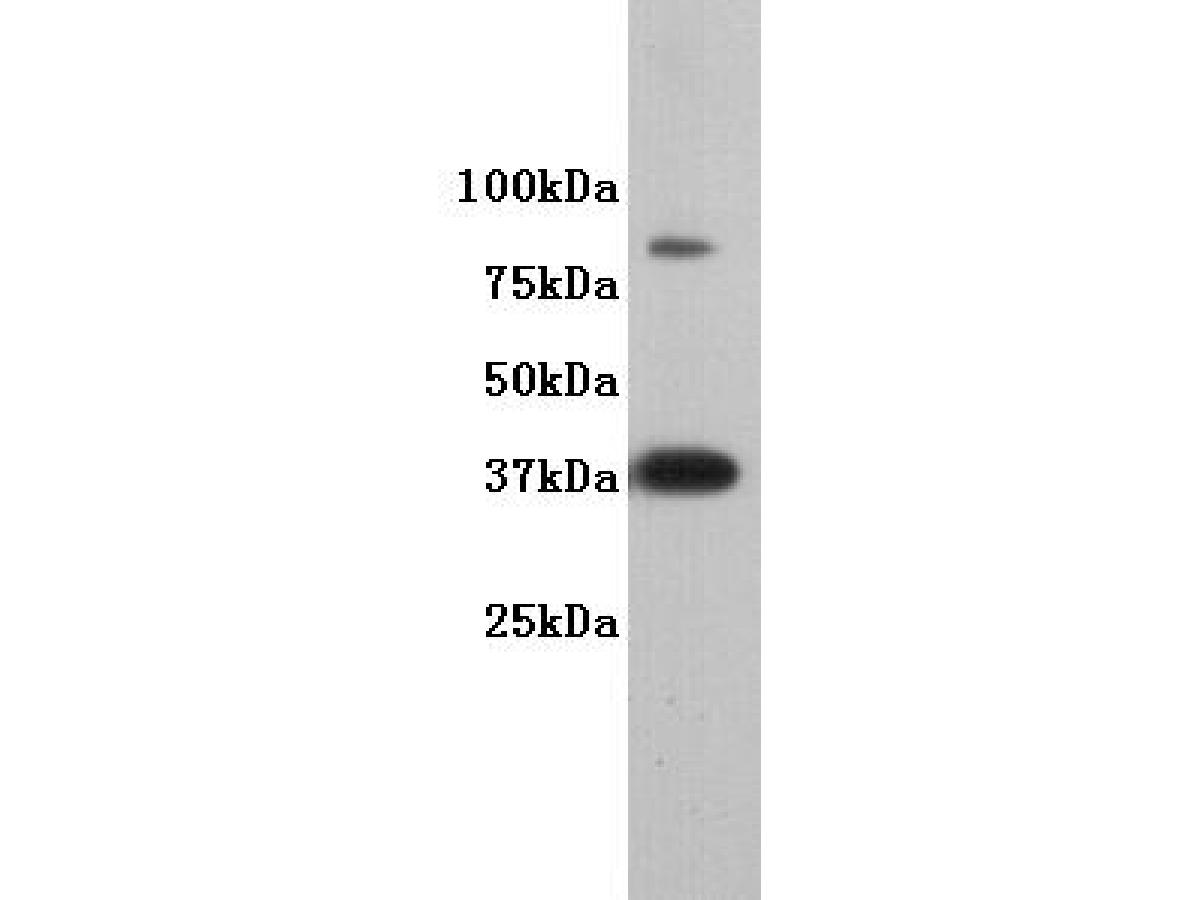 Western blot analysis on F9 using anti-DPPA2 polyclonal antibody