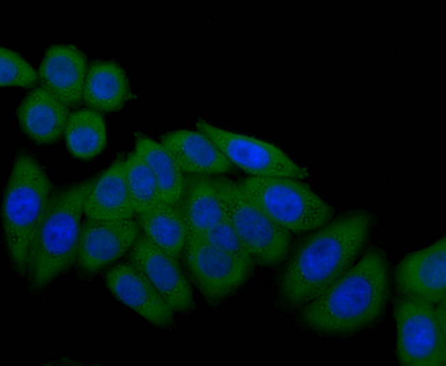 ICC staining Tie-1 in HepG2 cells (green). The nuclear counter stain is DAPI (blue). Cells were fixed in paraformaldehyde, permeabilised with 0.25% Triton X100/PBS.