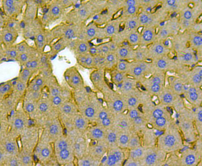 Immunohistochemical analysis of paraffin-embedded mouse liver tissue using anti-Noggin antibody. Counter stained with hematoxylin.