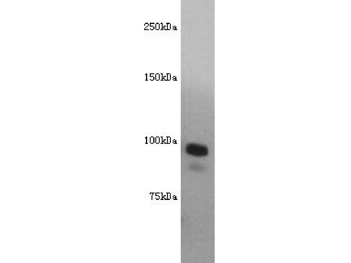 Western blot analysis of CD10 on mouse kidney lysate using anti-CD10 antibody at 1/500 dilution.
