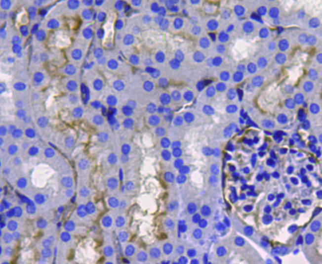Immunohistochemical analysis of paraffin-embedded mouse kidney tissue using anti-CD10 antibody. Counter stained with hematoxylin.