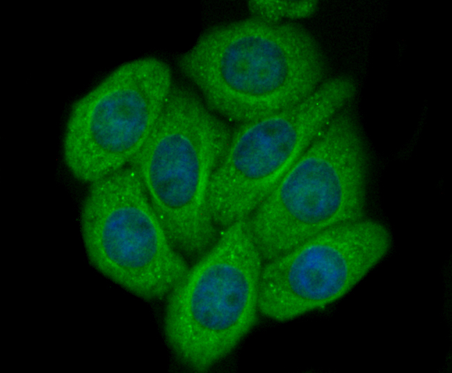 ICC staining CD62E in HepG2 cells (green). The nuclear counter stain is DAPI (blue). Cells were fixed in paraformaldehyde, permeabilised with 0.25% Triton X100/PBS.