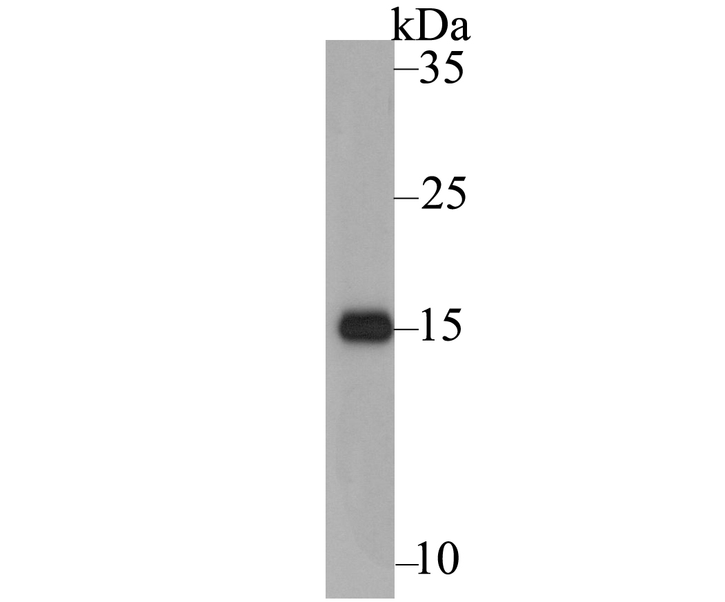 Western blot analysis of CD3 zeta on Jurkat cell lysate using anti-CD3 zeta antibody at 1/1,000 dilution.