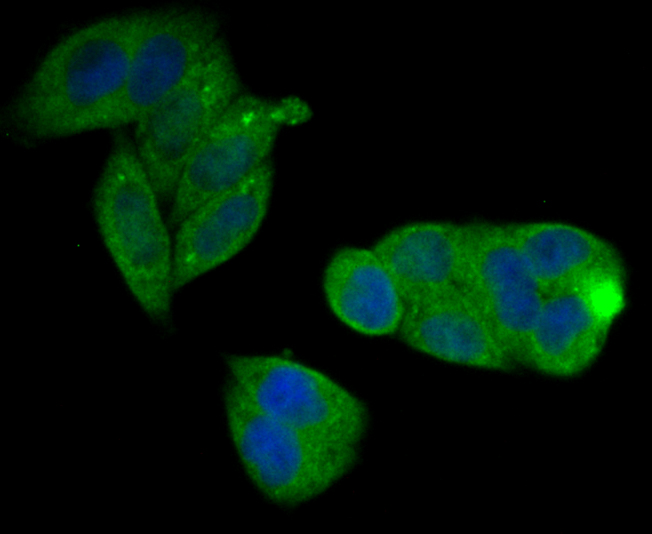 ICC staining CD3 zeta in Hela cells (green). The nuclear counter stain is DAPI (blue). Cells were fixed in paraformaldehyde, permeabilised with 0.25% Triton X100/PBS.