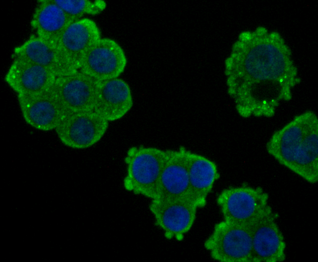 ICC staining CD3 zeta in HT-29 cells (green). The nuclear counter stain is DAPI (blue). Cells were fixed in paraformaldehyde, permeabilised with 0.25% Triton X100/PBS.
