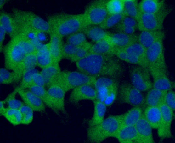 ICC staining Glycophorin A in 293 cells (green). Formalin fixed cells were permeabilized with 0.1% Triton X-100 in TBS for 10 minutes at room temperature and blocked with 1% Blocker BSA for 15 minutes at room temperature. Cells were probed with the antibody (0806-7) at a dilution of 1:50 for 1 hour at room temperature, washed with PBS. Alexa Fluorc™ 488 Goat anti-Rabbit IgG was used as the secondary antibody at 1/100 dilution. The nuclear counter stain is DAPI (blue).
