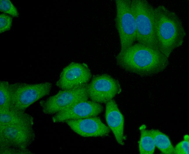 ICC staining Glycophorin A in HepG2 cells (green). Formalin fixed cells were permeabilized with 0.1% Triton X-100 in TBS for 10 minutes at room temperature and blocked with 1% Blocker BSA for 15 minutes at room temperature. Cells were probed with the antibody (0806-7) at a dilution of 1:50 for 1 hour at room temperature, washed with PBS. Alexa Fluorc™ 488 Goat anti-Rabbit IgG was used as the secondary antibody at 1/100 dilution. The nuclear counter stain is DAPI (blue).