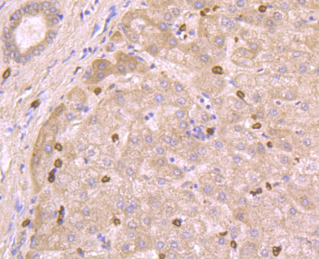 Immunohistochemical analysis of paraffin-embedded human liver tissue using anti-Glycophorin A antibody. The section was pre-treated using heat mediated antigen retrieval with Tris-EDTA buffer (pH 8.0-8.4) for 20 minutes.The tissues were blocked in 5% BSA for 30 minutes at room temperature, washed with ddH2O and PBS, and then probed with the antibody (0806-7) at 1/200 dilution, for 30 minutes at room temperature and detected using an HRP conjugated compact polymer system. DAB was used as the chromogen. Counter stained with hematoxylin and mounted with DPX.