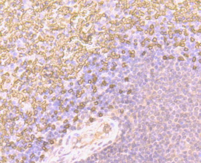 Immunohistochemical analysis of paraffin-embedded human spleen tissue using anti-Glycophorin A antibody. The section was pre-treated using heat mediated antigen retrieval with Tris-EDTA buffer (pH 8.0-8.4) for 20 minutes.The tissues were blocked in 5% BSA for 30 minutes at room temperature, washed with ddH2O and PBS, and then probed with the antibody (0806-7) at 1/200 dilution, for 30 minutes at room temperature and detected using an HRP conjugated compact polymer system. DAB was used as the chromogen. Counter stained with hematoxylin and mounted with DPX.