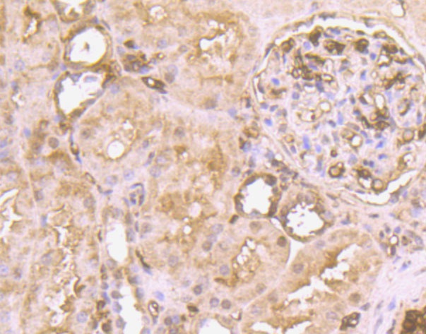Immunohistochemical analysis of paraffin-embedded human kidney tissue using anti-Glycophorin A antibody. The section was pre-treated using heat mediated antigen retrieval with Tris-EDTA buffer (pH 8.0-8.4) for 20 minutes.The tissues were blocked in 5% BSA for 30 minutes at room temperature, washed with ddH2O and PBS, and then probed with the antibody (0806-7) at 1/200 dilution, for 30 minutes at room temperature and detected using an HRP conjugated compact polymer system. DAB was used as the chromogen. Counter stained with hematoxylin and mounted with DPX.