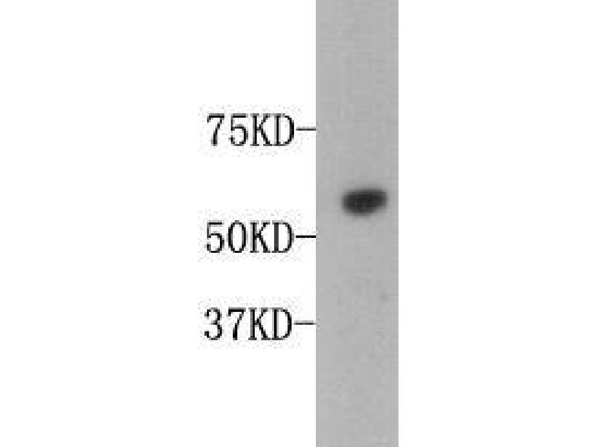 Western blot analysis on human thymus tissue lysate using anti-Osteopontin polyclonal antibody.