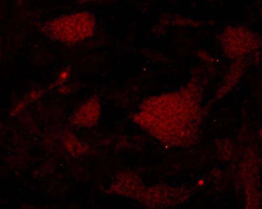 ICC staining Albumin in D3 cells (red). Cells were fixed in paraformaldehyde, permeabilised with 0.25% Triton X100/PBS.