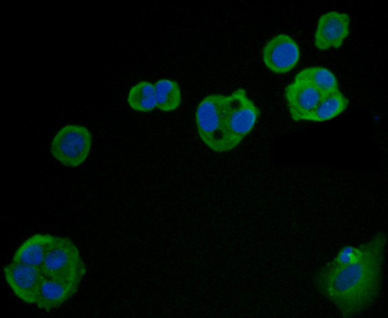 ICC staining Carcino Embryonic Antigen CEA in SK-Br-3 cells (green). Formalin fixed cells were permeabilized with 0.1% Triton X-100 in TBS for 10 minutes at room temperature and blocked with 1% Blocker BSA for 15 minutes at room temperature. Cells were probed with Carcino Embryonic Antigen CEA polyclonal antibody at a dilution of 1/200 for at least 1 hour at room temperature, washed with PBS. Alexa Fluor™ 488 Goat anti-Rabbit IgG was used as the secondary antibody at 1/100 dilution. The nuclear counter stain is DAPI (blue).