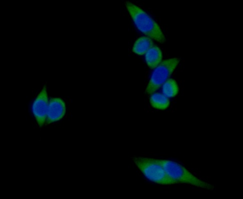 ICC staining Carcino Embryonic Antigen CEA in SW620 cells (green). Formalin fixed cells were permeabilized with 0.1% Triton X-100 in TBS for 10 minutes at room temperature and blocked with 1% Blocker BSA for 15 minutes at room temperature. Cells were probed with Carcino Embryonic Antigen CEA polyclonal antibody at a dilution of 1:200 for at least 1 hour at room temperature, washed with PBS. Alexa Fluorc™ 488 Goat anti-Rabbit IgG was used as the secondary antibody at 1/100 dilution. The nuclear counter stain is DAPI (blue).