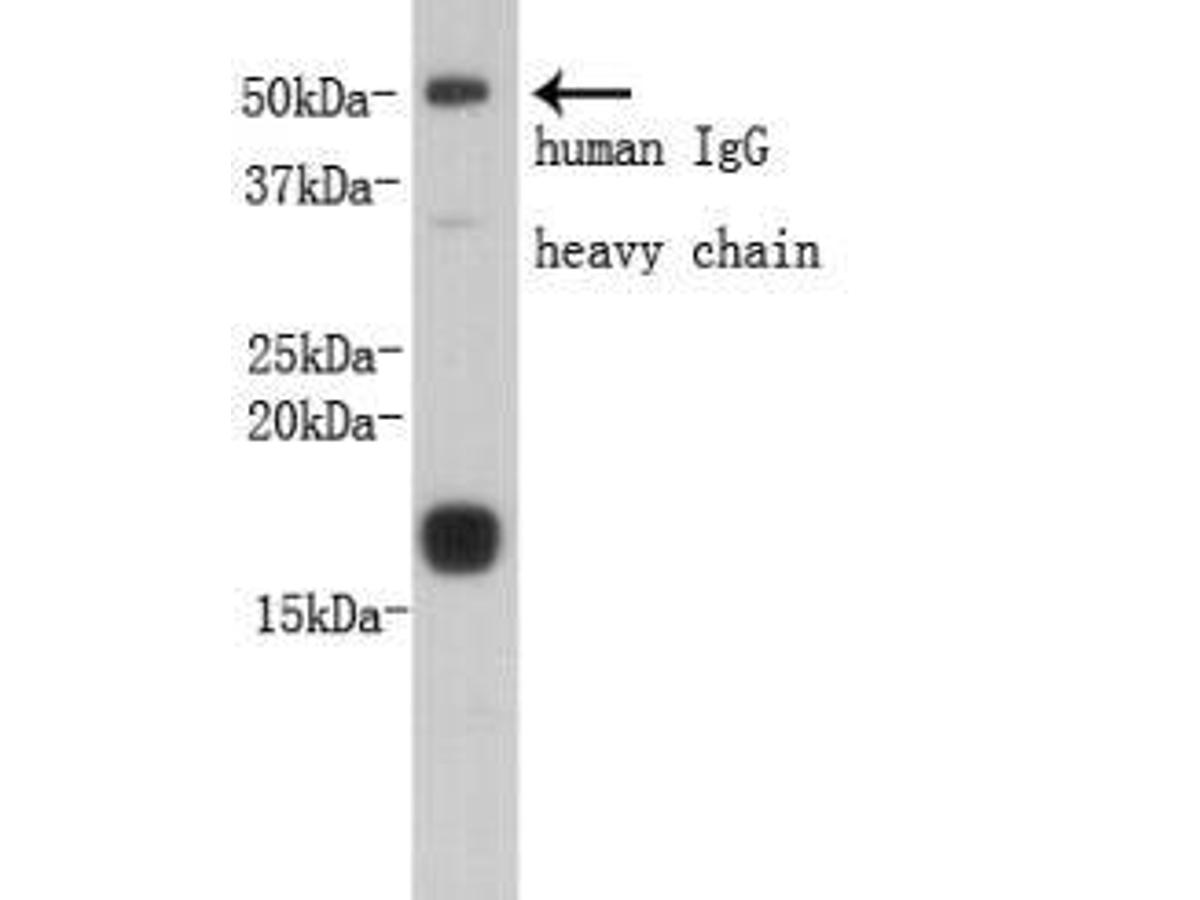 Western blot analysis on human serum using anti- Prealbumin PA polyclonal antibody.