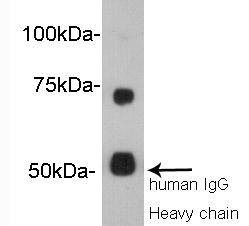 Western blot analysis on human serum using anti- Vitamin K-dependent protein S polyclonal antibody.