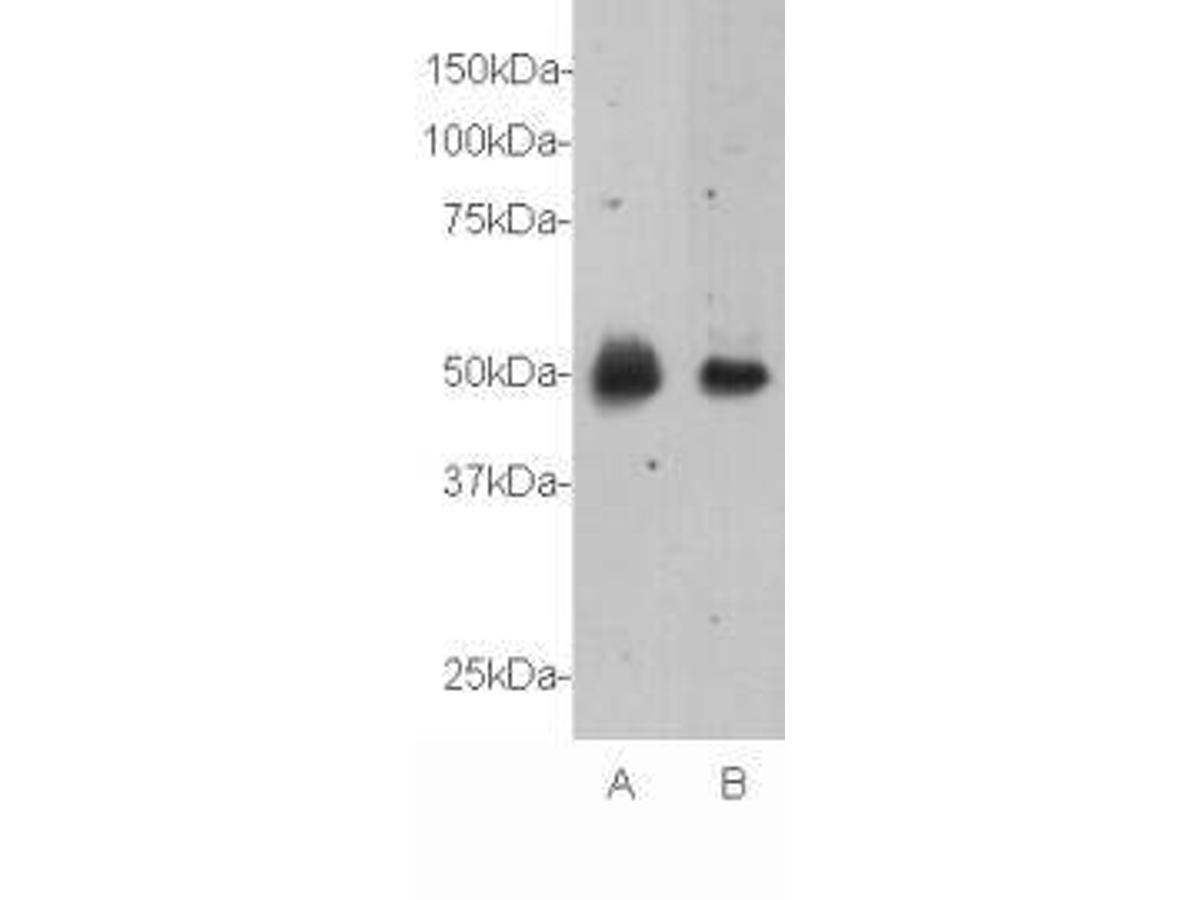 Western blot analysis on mouse spinal cord (A) and mouse brain (B) using anti- Relaxin 3 receptor 1 polyclonal antibody.