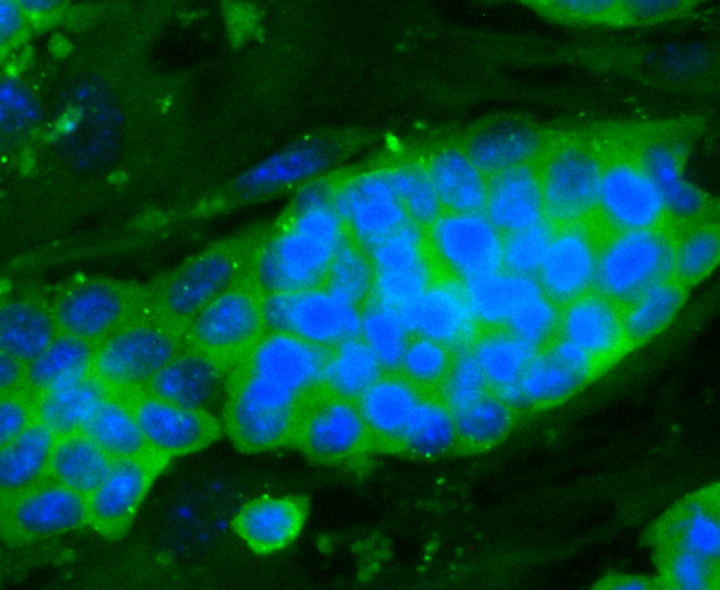 ICC staining Dopey-2 in D3 cells (green). The nuclear counter stain is DAPI (blue). Cells were fixed in paraformaldehyde, permeabilised with 0.25% Triton X100/PBS.