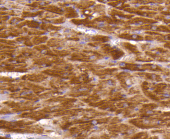Immunohistochemical analysis of formalin-fixed, paraffin-embedded mouse heart tissue labeling Dopey-2. Counterstained with Hematoxylin.