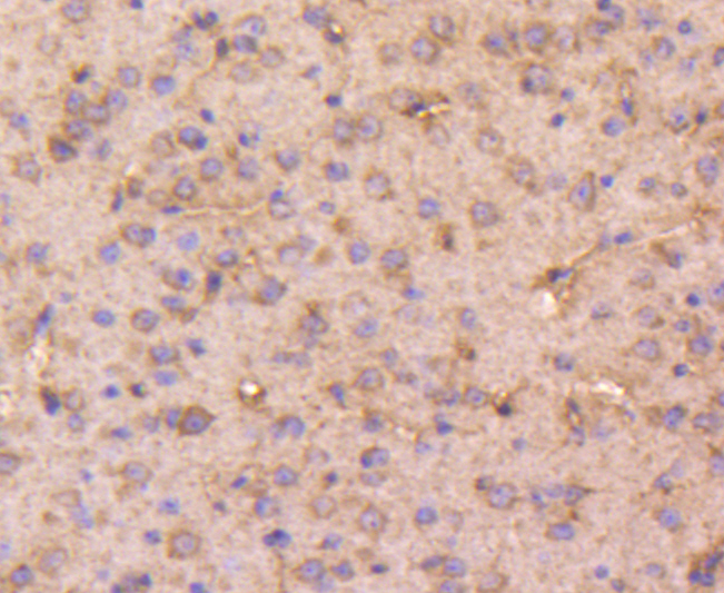 Immunohistochemical analysis of formalin-fixed, paraffin-embedded mouse brain tissue labeling Dopey-2. Counterstained with Hematoxylin.