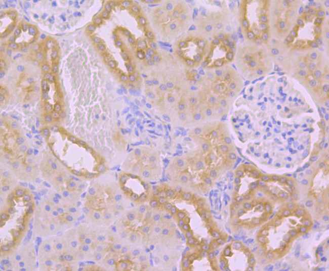 Immunohistochemical analysis of paraffin-embedded rat kidney tissue using anti-TMEM2 antibody. Counter stained with hematoxylin.