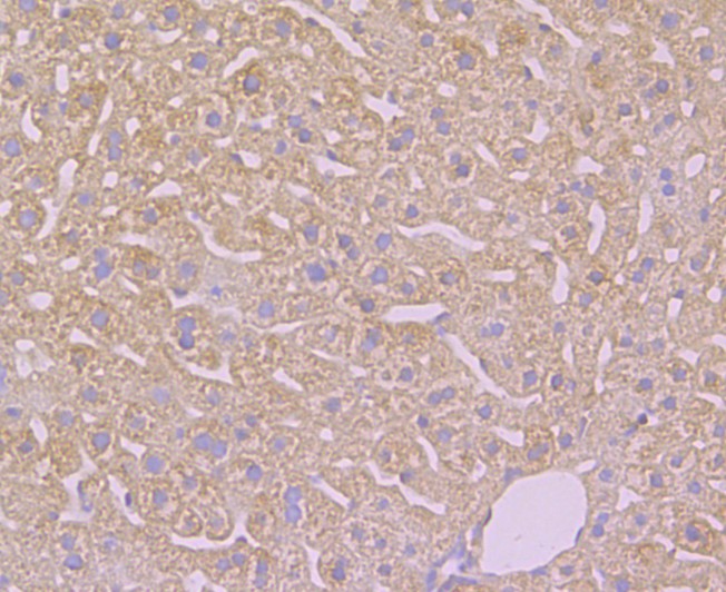 Immunohistochemical analysis of paraffin-embedded mouse liver tissue using anti-TMEM2 antibody. Counter stained with hematoxylin.