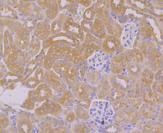 Immunohistochemical analysis of paraffin-embedded mouse kidney tissue using anti-TMEM2 antibody. Counter stained with hematoxylin.