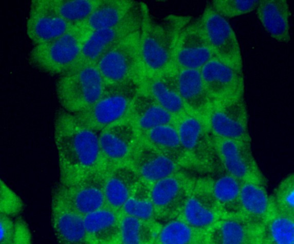 ICC staining Transmembrane protein 132A in Hela cells (green). The nuclear counter stain is DAPI (blue). Cells were fixed in paraformaldehyde, permeabilised with 0.25% Triton X100/PBS.