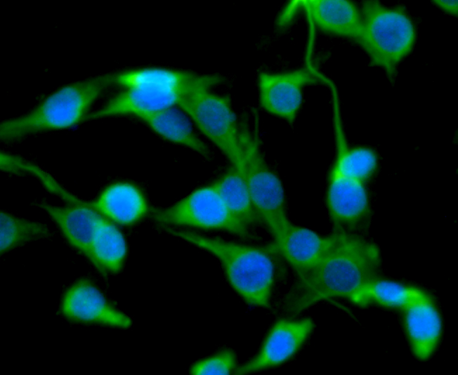ICC staining Transmembrane protein 132A in SHG-44 cells (green). The nuclear counter stain is DAPI (blue). Cells were fixed in paraformaldehyde, permeabilised with 0.25% Triton X100/PBS.