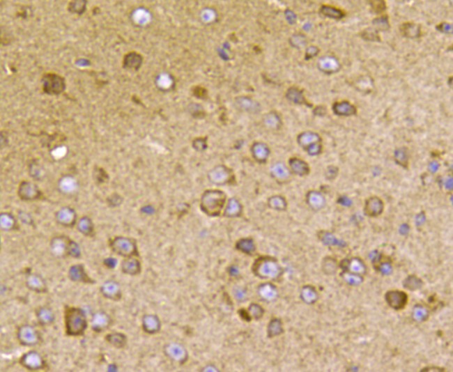 Immunohistochemical analysis of paraffin-embedded mouse brain tissue using anti-Transmembrane protein 132A antibody. Counter stained with hematoxylin.