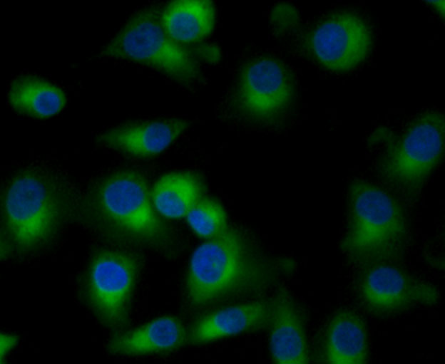 ICC staining Frizzled-5 in A549 cells (green). Formalin fixed cells were permeabilized with 0.1% Triton X-100 in TBS for 10 minutes at room temperature and blocked with 1% Blocker BSA for 15 minutes at room temperature. Cells were probed with the antibody (0905-3) at a dilution of 1:100 for 1 hour at room temperature, washed with PBS. Alexa Fluorc™ 488 Goat anti-Rabbit IgG was used as the secondary antibody at 1/100 dilution. The nuclear counter stain is DAPI (blue).