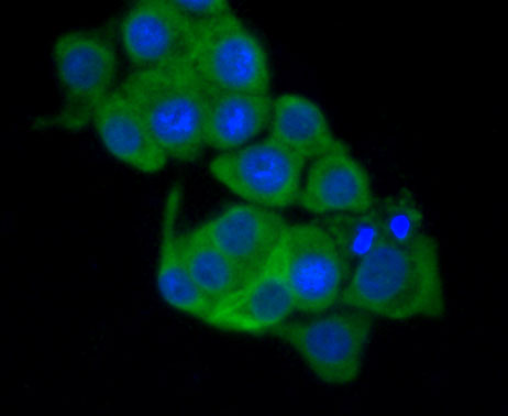 ICC staining Frizzled-5 in LOVO cells (green). Formalin fixed cells were permeabilized with 0.1% Triton X-100 in TBS for 10 minutes at room temperature and blocked with 1% Blocker BSA for 15 minutes at room temperature. Cells were probed with the antibody (0905-3) at a dilution of 1:100 for 1 hour at room temperature, washed with PBS. Alexa Fluorc™ 488 Goat anti-Rabbit IgG was used as the secondary antibody at 1/100 dilution. The nuclear counter stain is DAPI (blue).