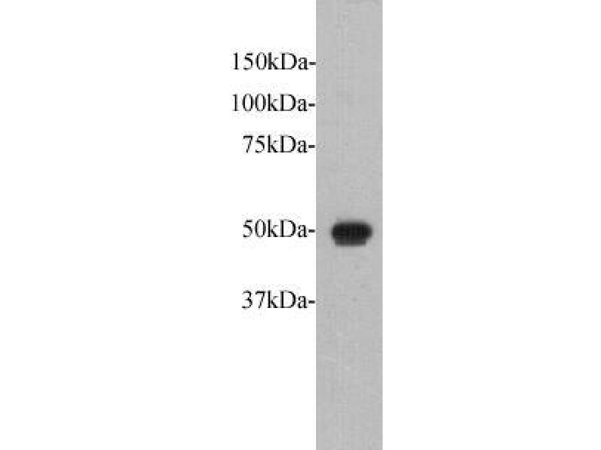 Western blot analysis on Fat1 recombinant protein at 1:5,000.