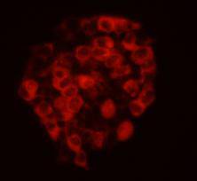 ICC image of CELSR2 antibody stained D3 (Murine Embryonic Stem Cell Line).The secondary antibody (red) was goat anti-rabbit IgG (H+L) alexa555 conjugated.