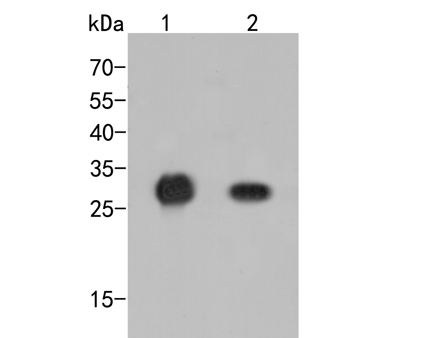 Western blot analysis of HA Tag on different lysates. Proteins were transferred to a PVDF membrane and blocked with 5% BSA in PBS for 1 hour at room temperature. The primary antibody (0906-1, 1/2,000) was used in 5% BSA at room temperature for 2 hours. Goat Anti-Rabbit IgG - HRP Secondary Antibody (HA1001) at 1:5,000 dilution was used for 1 hour at room temperature.<br />
Positive control:<br />
Lane 1: C-terminal HA-tagged recombinant protein<br />
Lane 2: N-terminal HA-tagged recombinant protein
