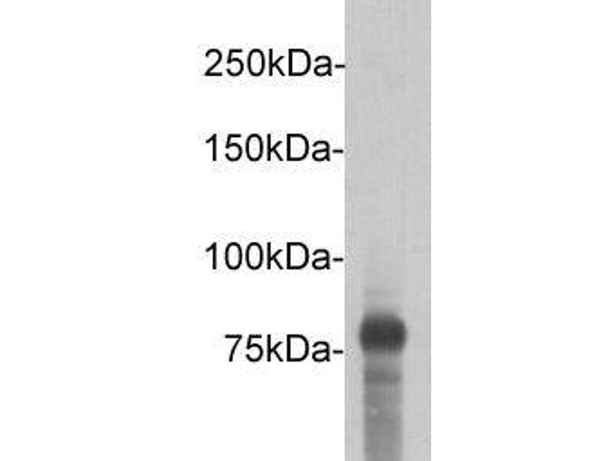 Western blot analysis of DYKDDDDK Tag (FLAG) on DYKDDDDK Tag recombinant protein (80kDa). Proteins were transferred to a PVDF membrane and blocked with 5% BSA in PBS for 1 hour at room temperature. The primary antibody (0912-1, 1/5,000) was used in 5% BSA at room temperature for 2 hours. Goat Anti-Rabbit IgG - HRP Secondary Antibody (HA1001) at 1:5,000 dilution was used for 1 hour at room temperature.