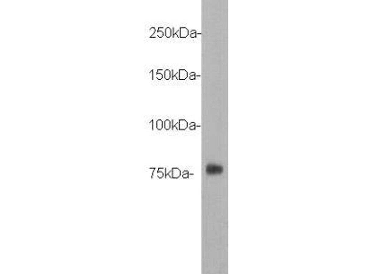 Western blot analysis on DYKDDDDK Tag recombinant protein (80kDa).