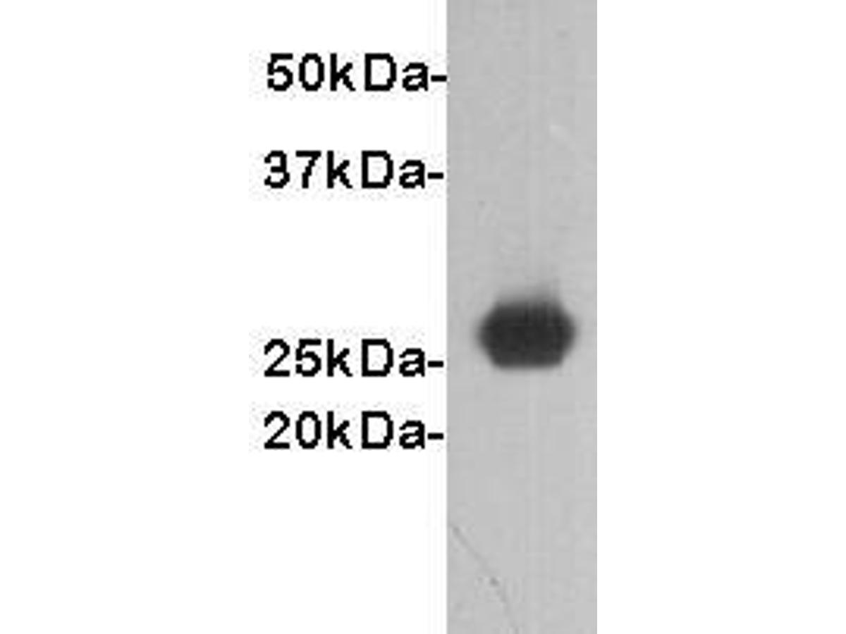 Western blot analysis on GST fusion protein (26kDa) using anti-GST polyclonal antibody.