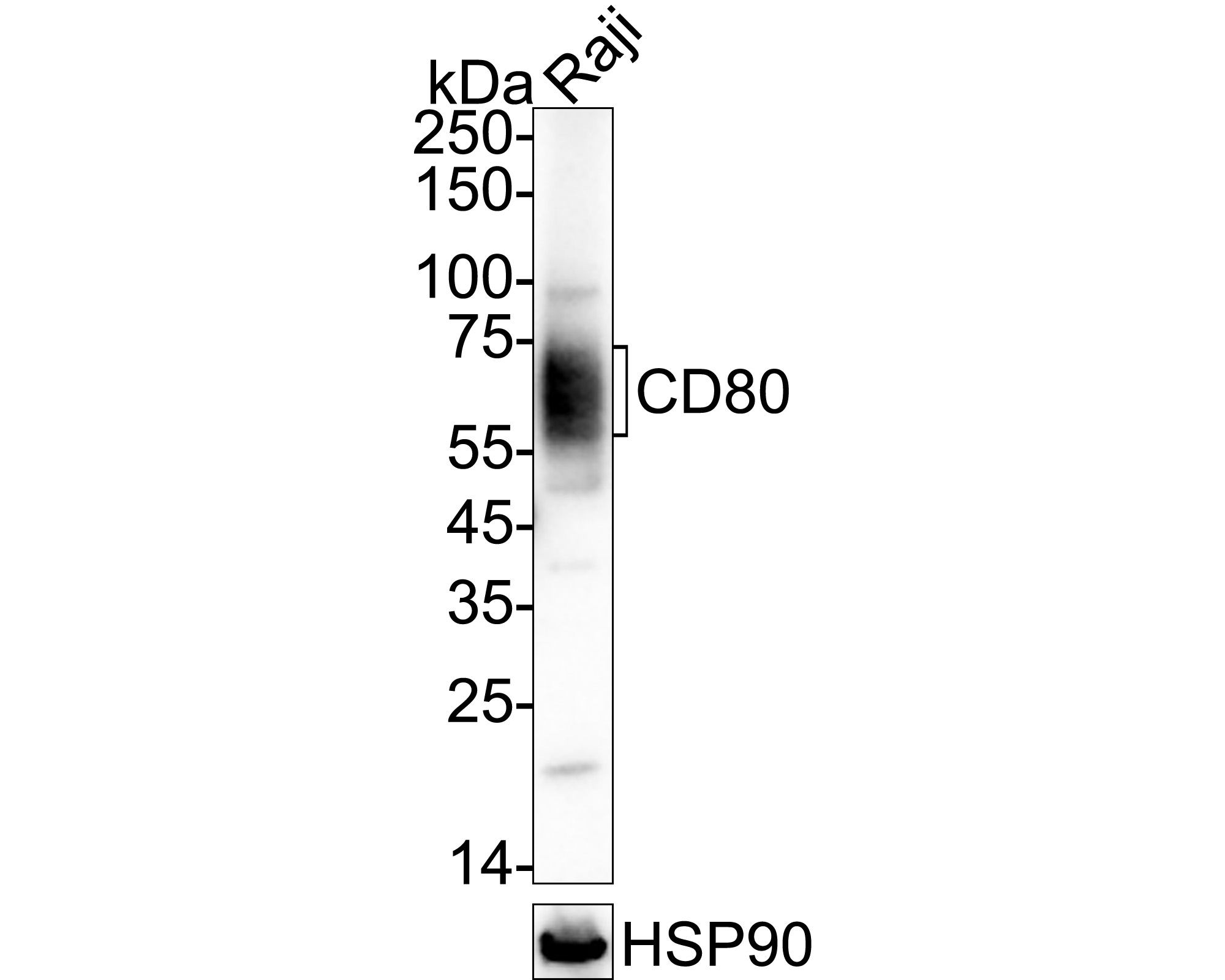 CD80/B7-1 Rabbit Polyclonal Antibody (1007-8) – HUABIO