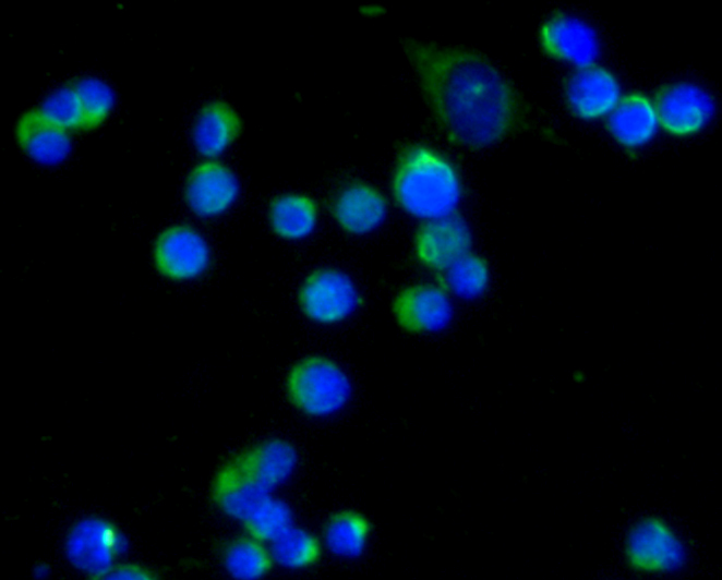 ICC staining CD80 in N2A cells (green). The nuclear counter stain is DAPI (blue). Cells were fixed in paraformaldehyde, permeabilised with 0.25% Triton X100/PBS.