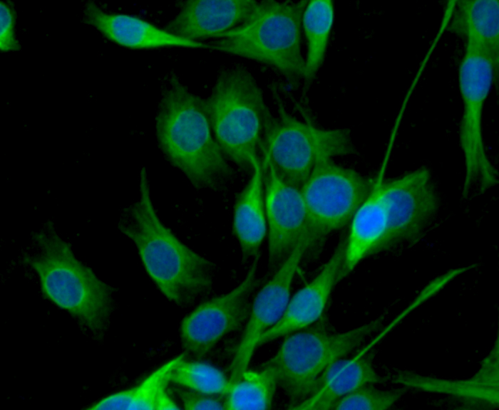 ICC staining CD80 in SHG-44 cells (green). The nuclear counter stain is DAPI (blue). Cells were fixed in paraformaldehyde, permeabilised with 0.25% Triton X100/PBS.