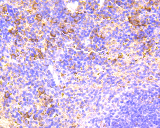 Immunohistochemical analysis of paraffin-embedded mouse spleen tissue using anti-CD80 antibody. Counter stained with hematoxylin.