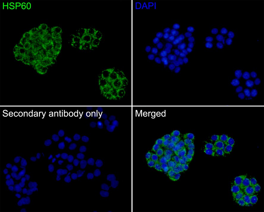 Immunocytochemistry analysis of SW480 cells labeling HSP60 with Mouse anti-HSP60 antibody (EM00704) at 1/100 dilution.<br />
<br />
Cells were fixed in 4% paraformaldehyde for 30 minutes, permeabilized with 0.1% Triton X-100 in PBS for 15 minutes, and then blocked with 2% BSA for 30 minutes at room temperature. Cells were then incubated with Mouse anti-HSP60 antibody (EM00704) at 1/100 dilution in 2% BSA overnight at 4 ℃. Goat Anti-Mouse IgG H&L (iFluor™ 488, HA1125) was used as the secondary antibody at 1/1,000 dilution. PBS instead of the primary antibody was used as the secondary antibody only control. Nuclear DNA was labelled in blue with DAPI.